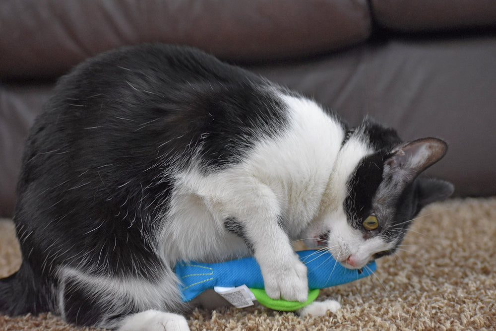 Our Pets indoor cats stay engaged with energizing play using this toy.