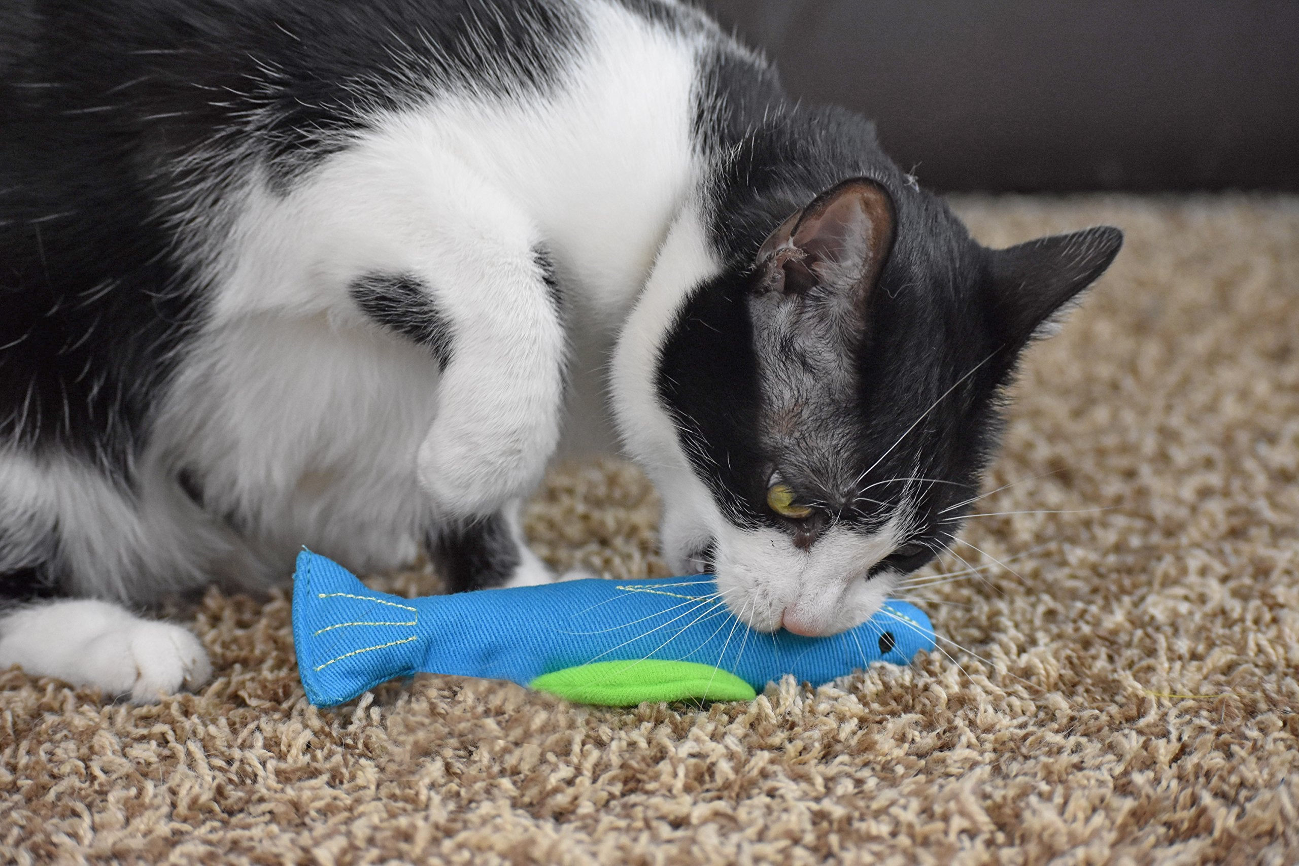 Our Pets catnip toy helping reduce stress and boredom during indoor play.