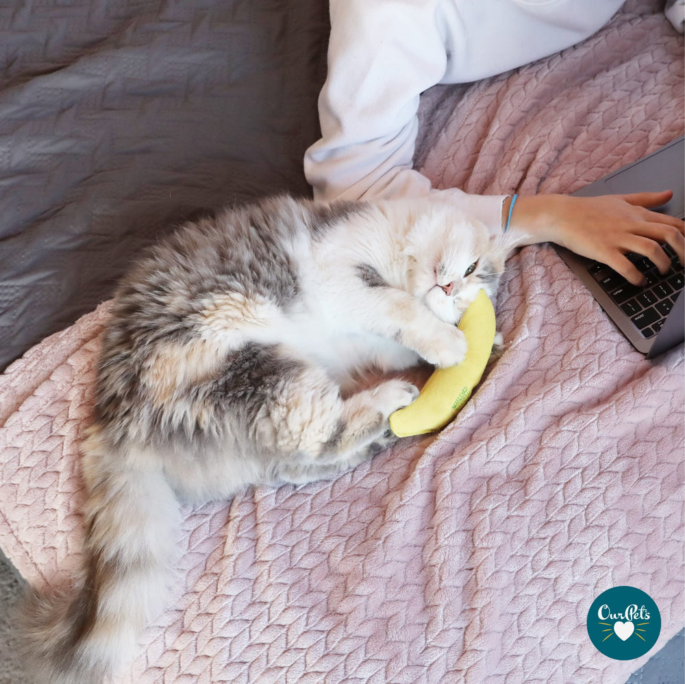 OurPets Cosmic Catnip Toy Banana offers a curved form to entice batting and nudging with scent.