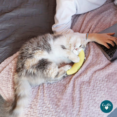 OurPets Cosmic Catnip Toy Banana offers a curved form to entice batting and nudging with scent.