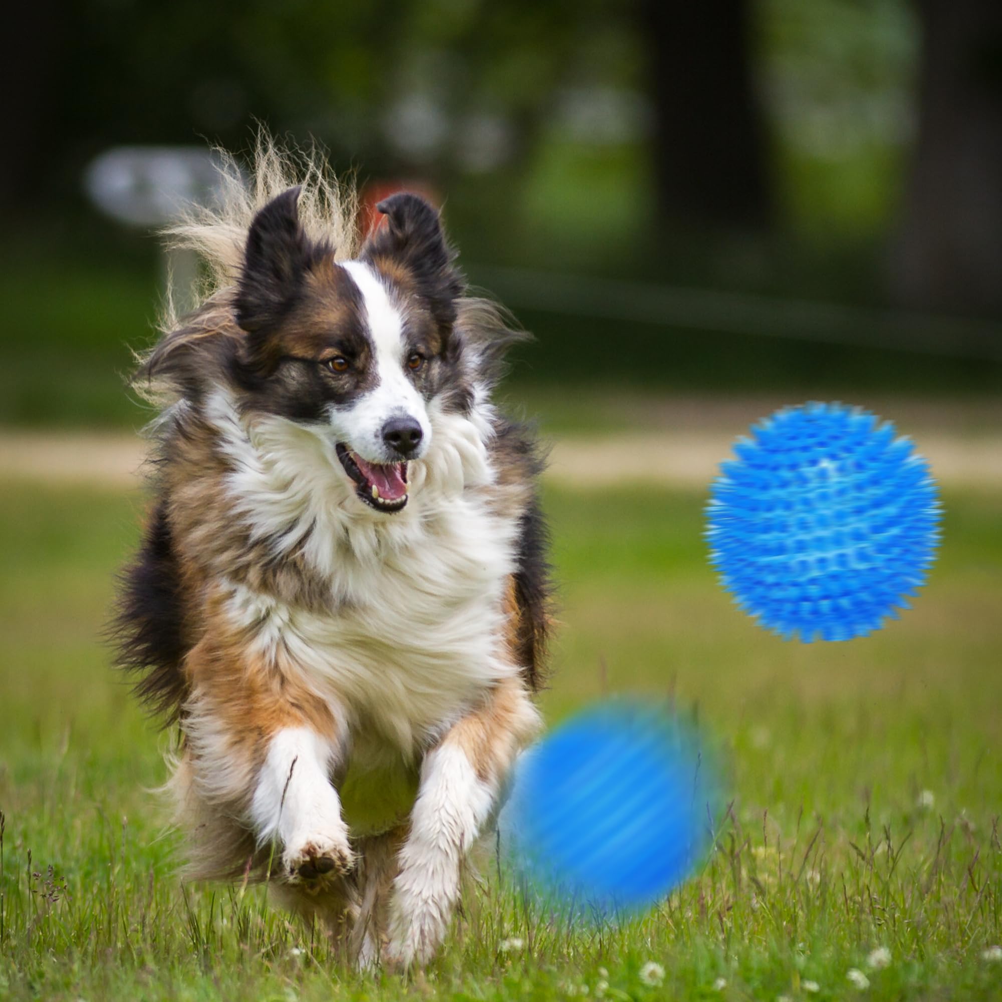 Ousiya six-pack dog balls showcases value and color variety.