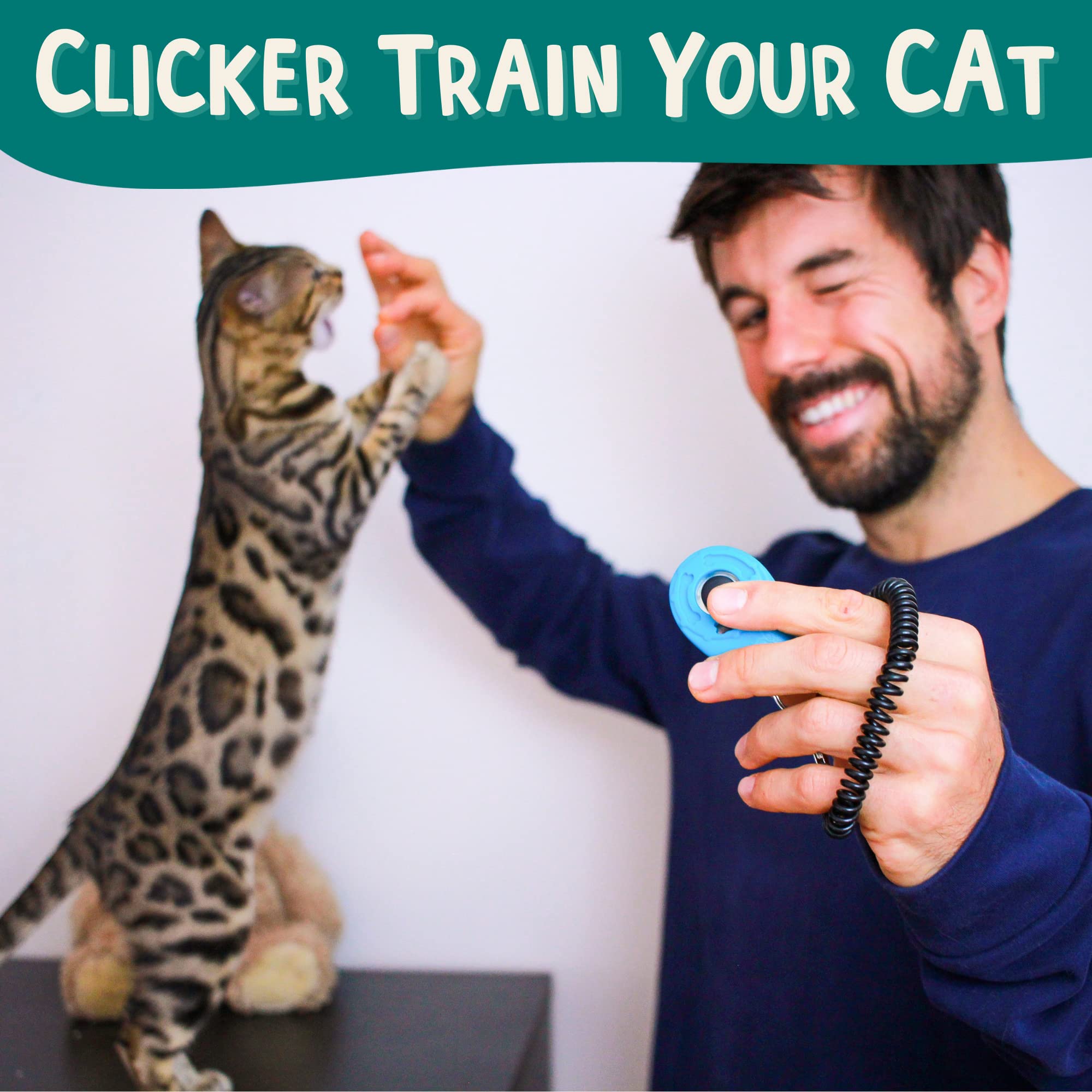 OutdoorBengal Cat tricks high-five promotes fun learning and bonding.