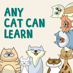 OutdoorBengal Cat tricks spin supports coordination and engagement during play.