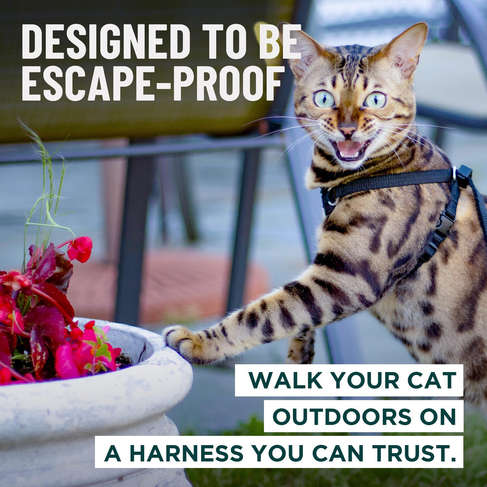 OutdoorBengal Houdini harness red side view highlights adjustable straps for comfort