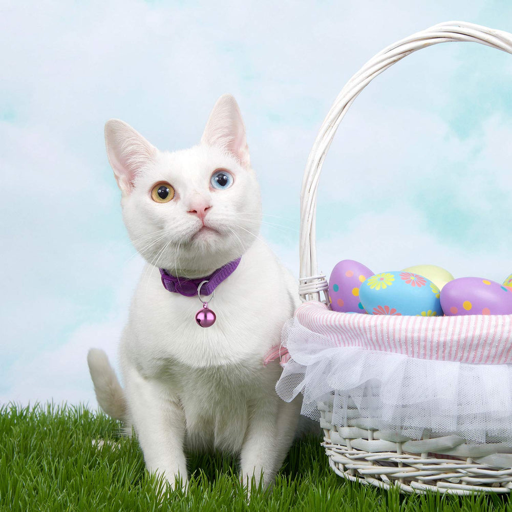 Outus crisp-tune-pet-bell delivers pleasant sound without disturbance.