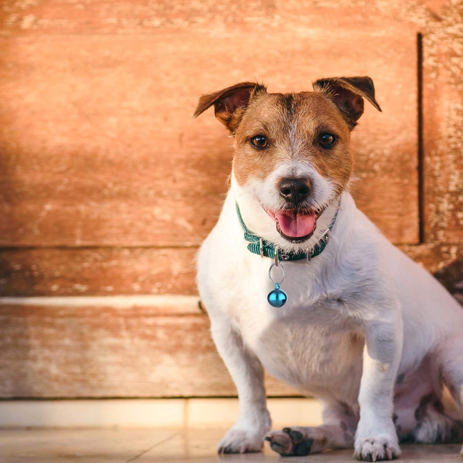 Outus pet-collar-attachment image shows quick clip-on for pets.