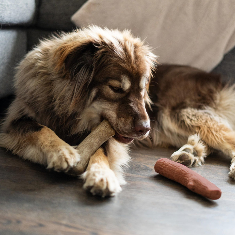 Outward Hound Dogwood outdoor-chew-time option for yard play.