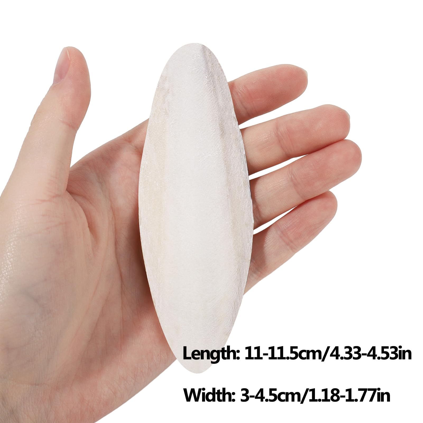 Ovveroche cuttlebone six-piece packaging demonstrates bulk availability