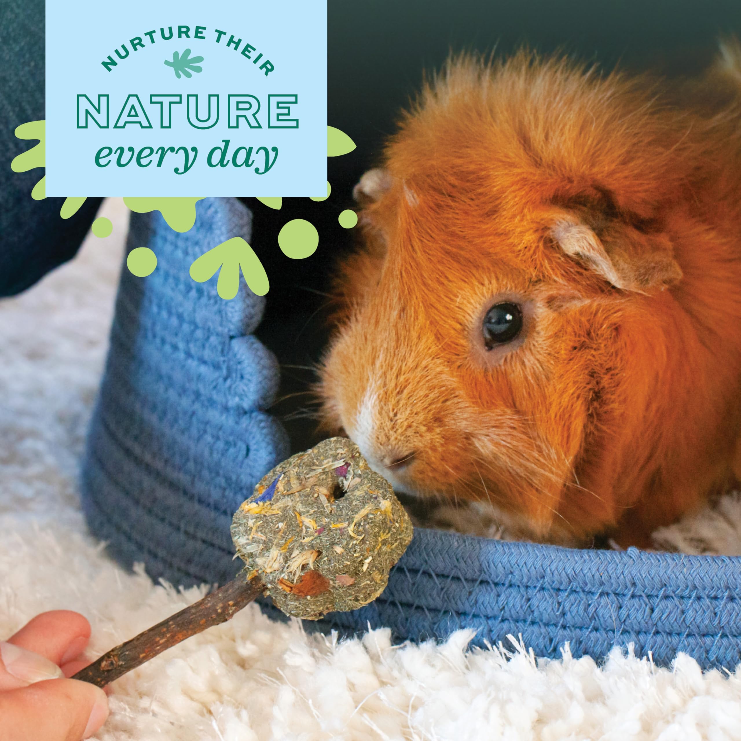 Oxbow Timothy Popsicle rabbit chewing scene for bonding and treat time