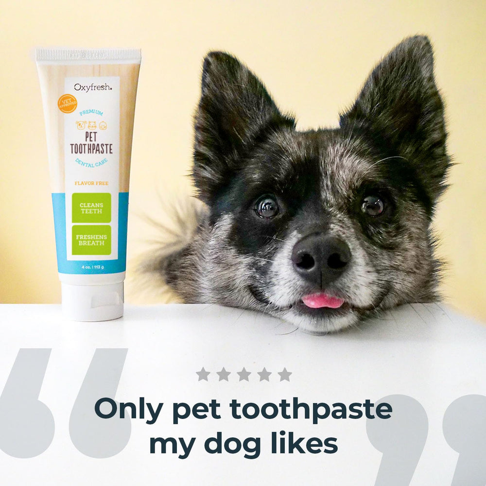 Oxyfresh Premium Cat & Dog Toothpaste application on gums demonstrates easy finger-tip use.