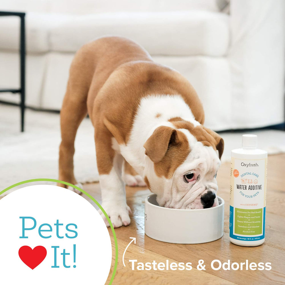 Oxyfresh in water bowl demonstrates daily use without brushing and improved oral care