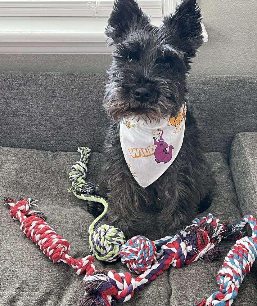 Pacific Pups Products pull toy small boosts retrieval and bonding.