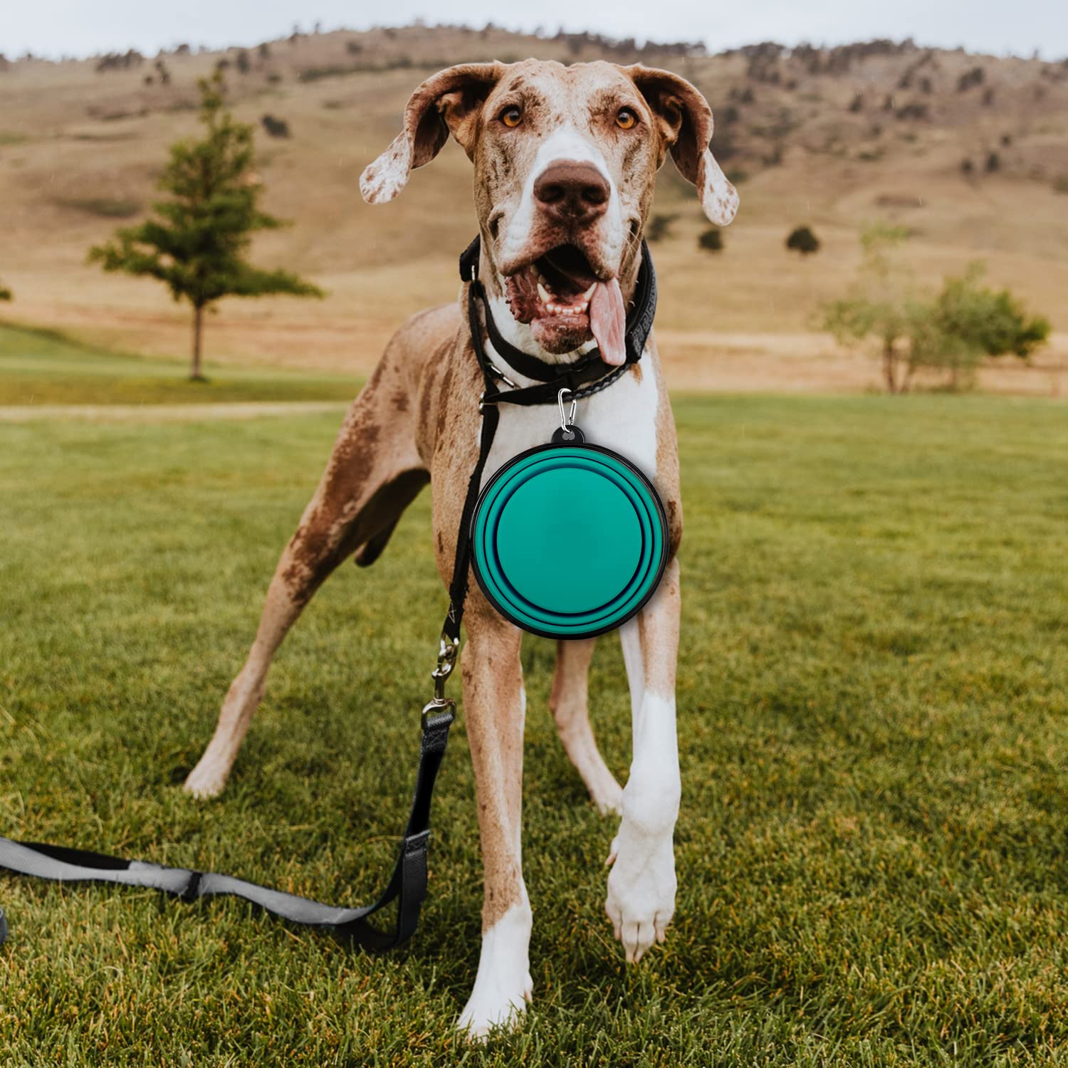 Paercute collapsible dog bowl drying after use
