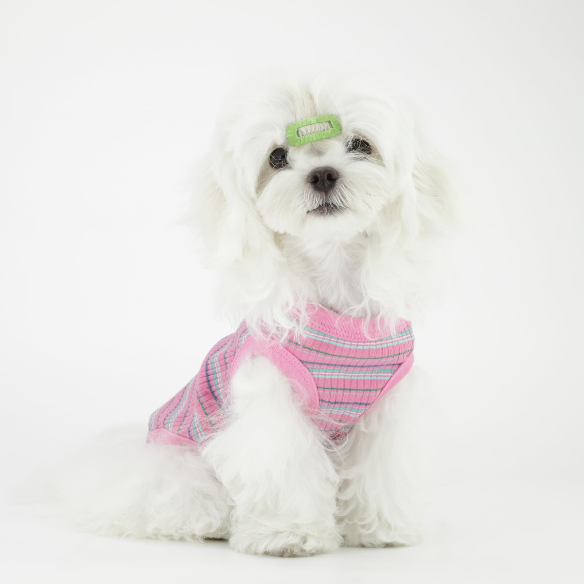Paiaite year-round dog shirt illustrates versatile styling options.