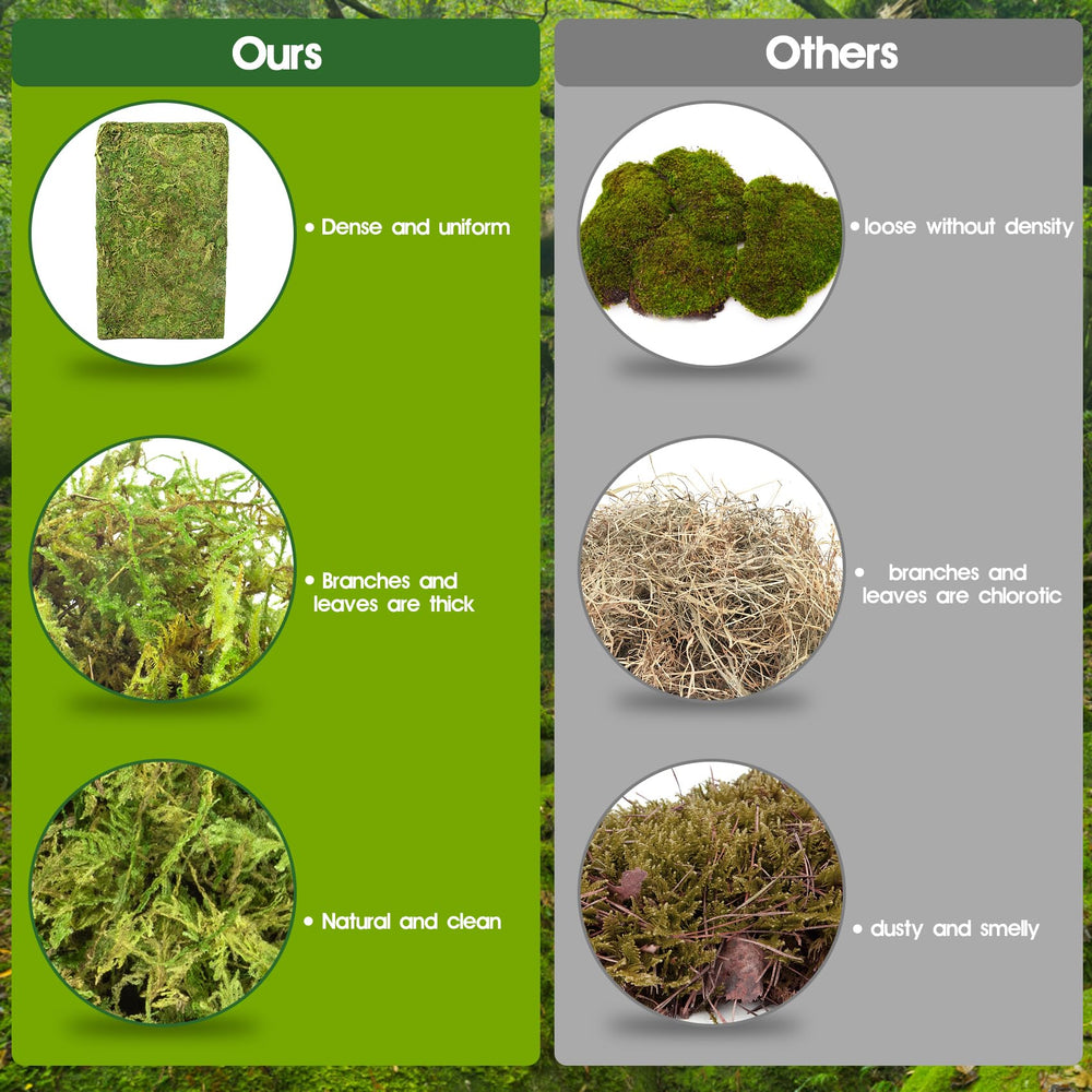 Pakimi moss shown being rinsed for easy terrarium maintenance