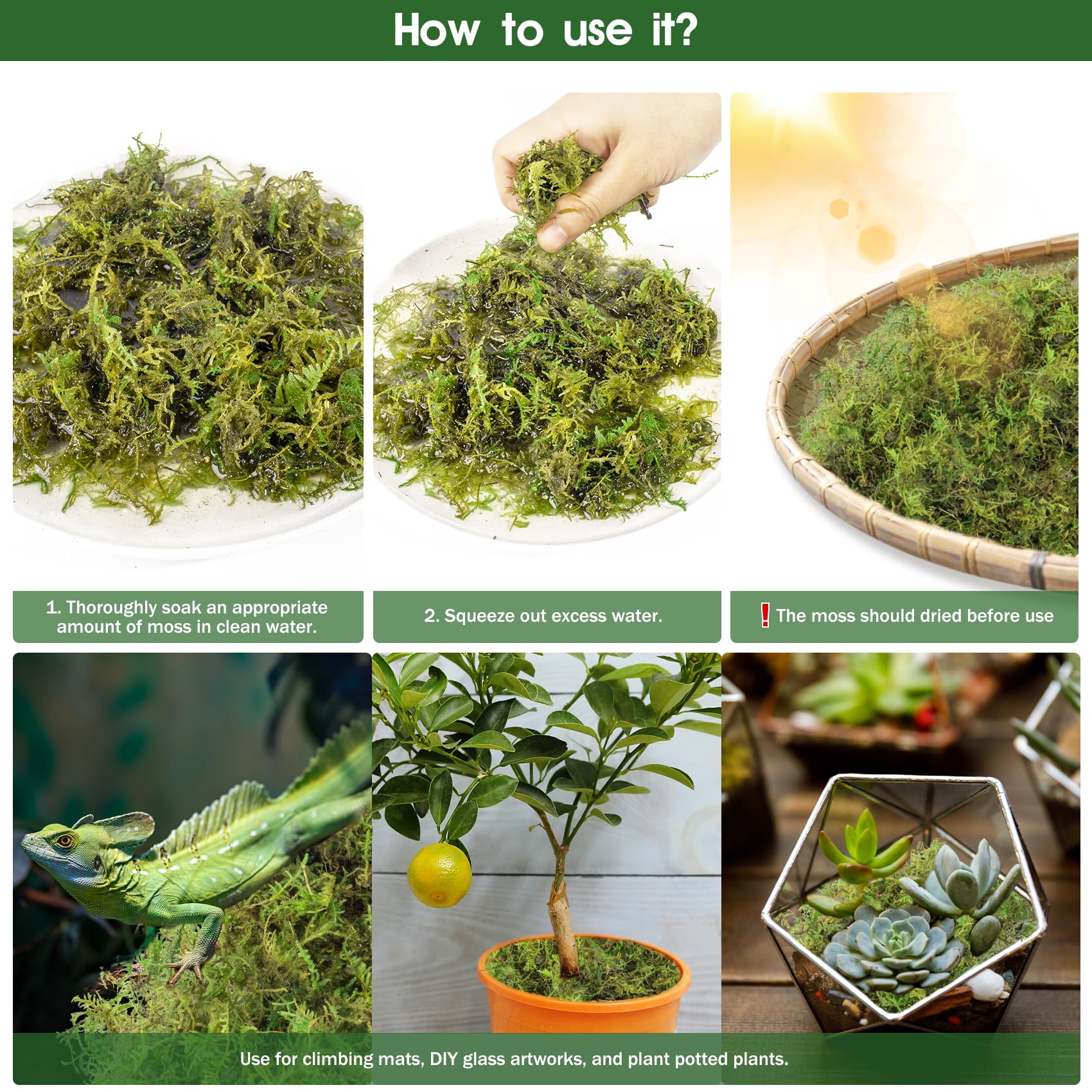 Pakimi sphagnum moss used as incubation medium for reptile eggs