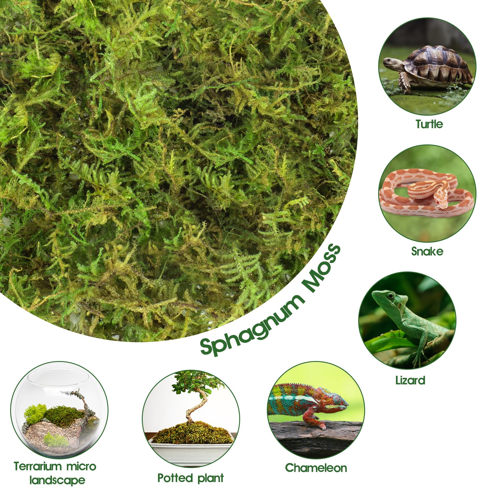 Pakimi moss as nesting material offering moist burrowing surface