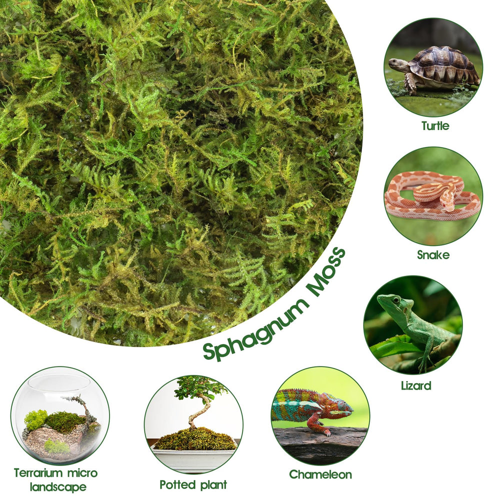 Pakimi moss as nesting material offering moist burrowing surface