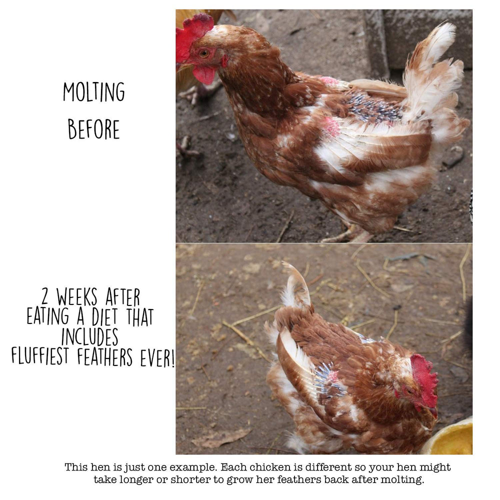 Pampered Chicken Mama high-protein formulation bowl promotes feather growth and vitality.