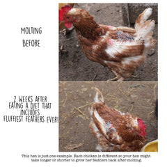 Pampered Chicken Mama high-protein formulation bowl promotes feather growth and vitality.