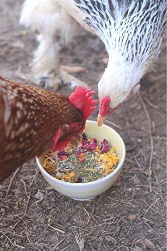 Pampered Chicken Mama herbs poured into nest boxes for 24-hour access.