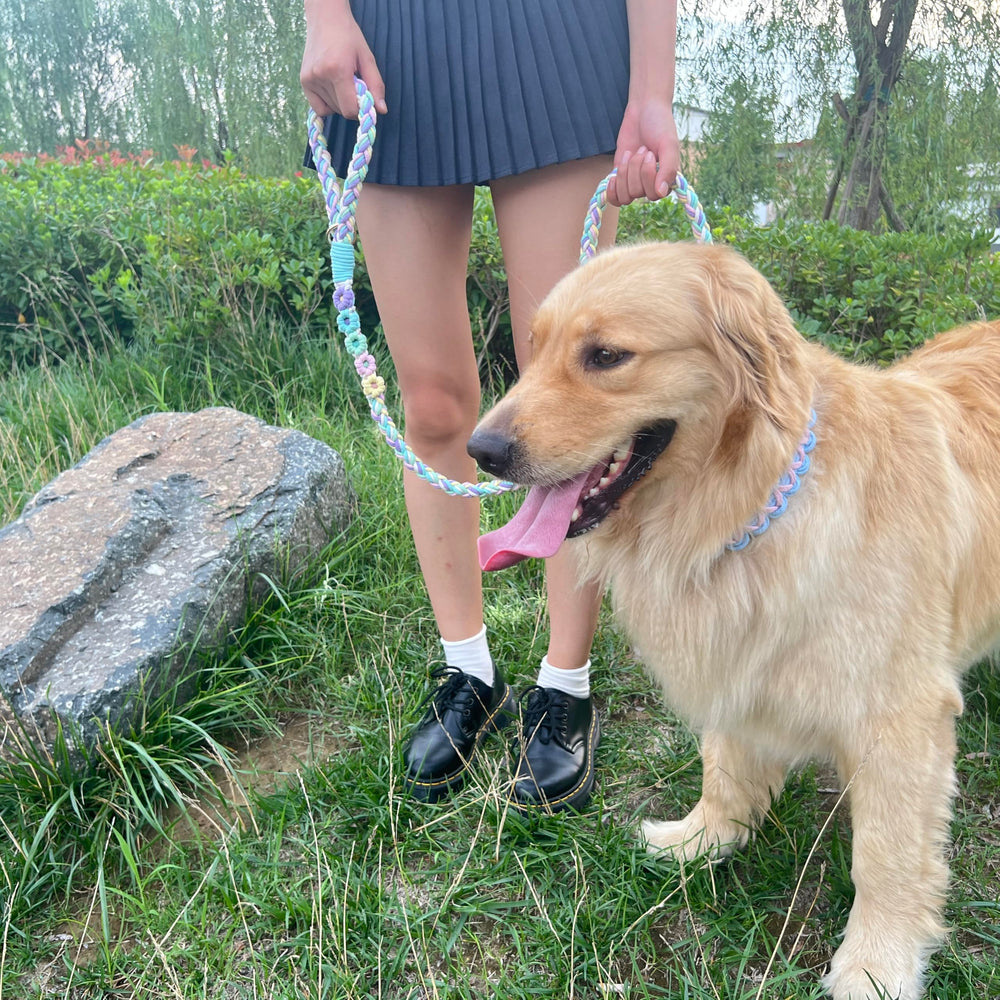 Panda Jianghu leash suitable for all dog sizes and training scenarios