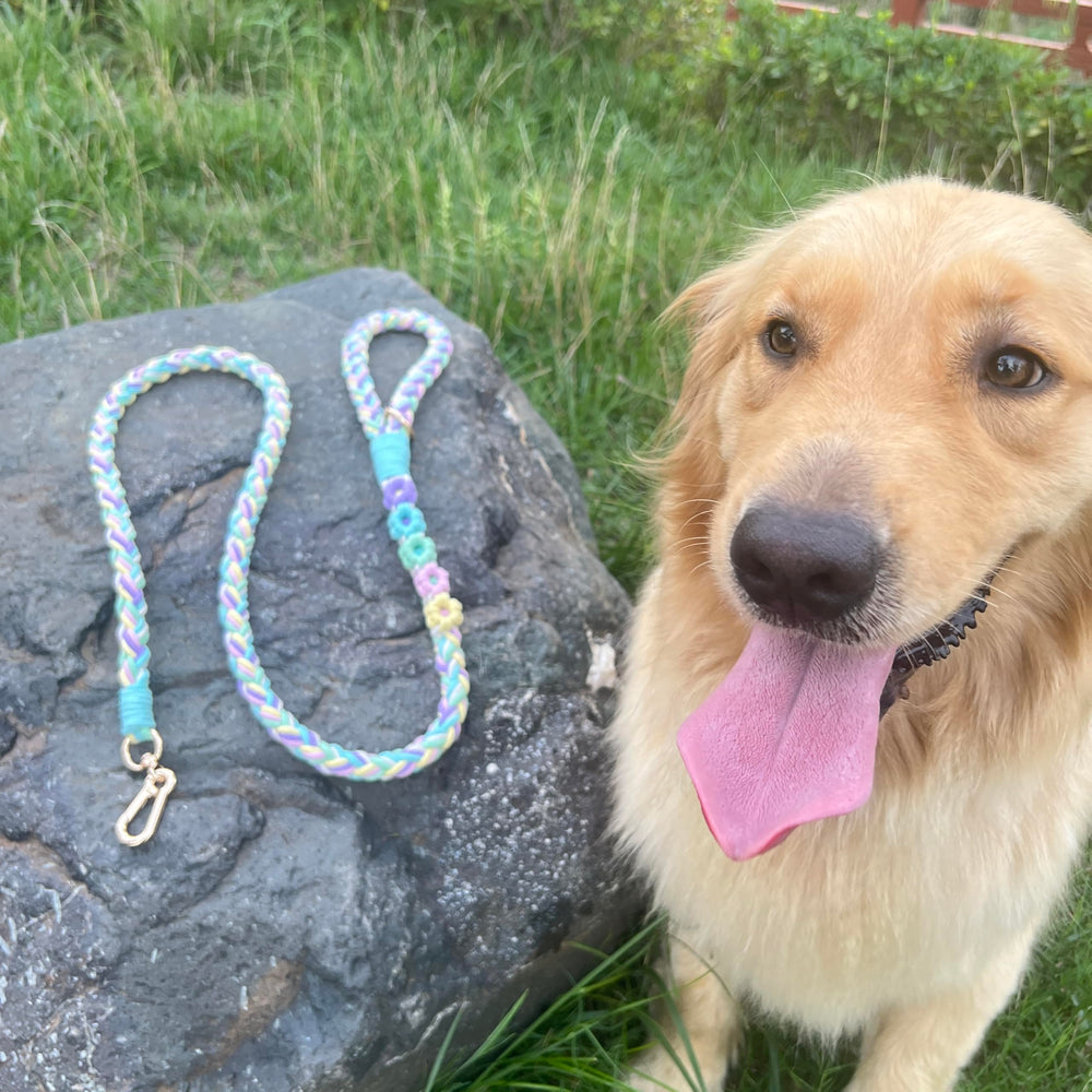 Panda Jianghu rainbow color leash captures vibrant hues for share worthy moments