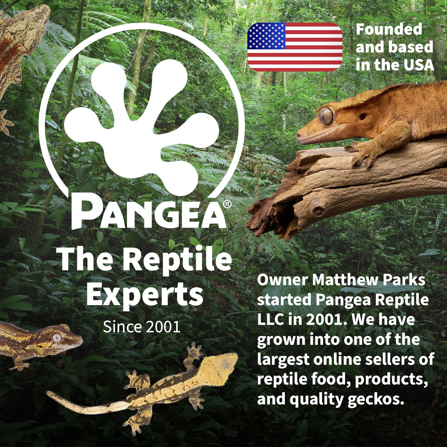 Pangea Deep Heat Projector 100W in reptile enclosure supports consistent basking with thermostat