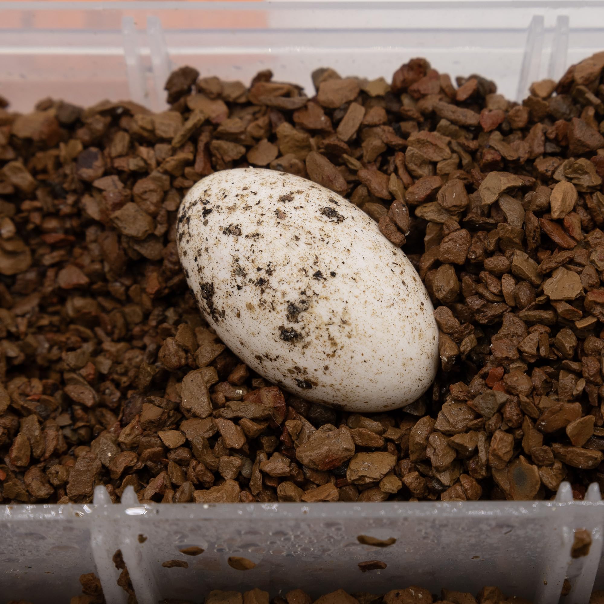 Pangea Hatch incubation setup enables stable, easy egg care