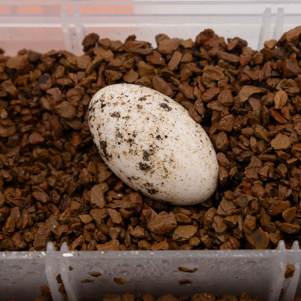 Pangea Hatch incubation setup enables stable, easy egg care