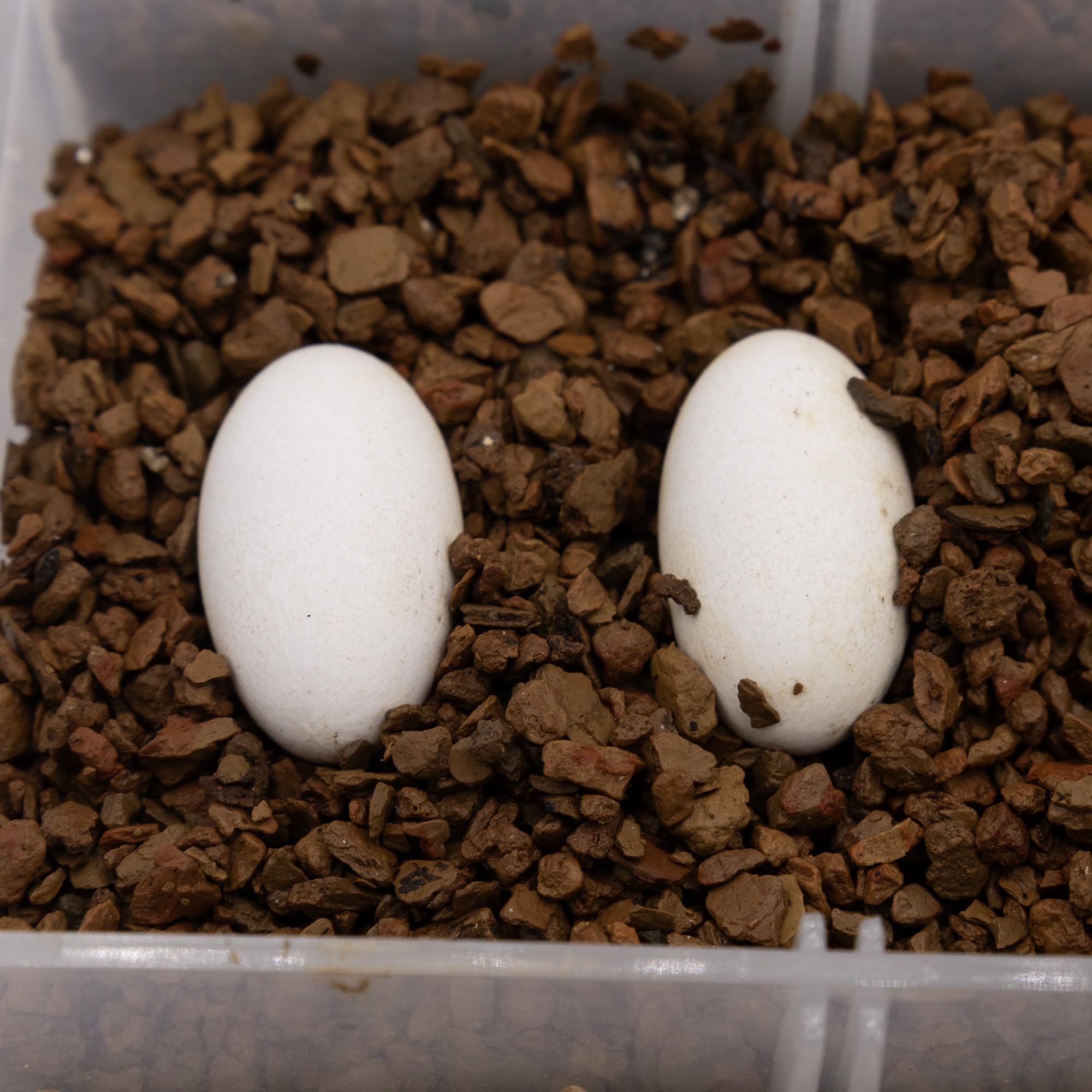 Pangea Hatch substrate absorbs water without compacting to maintain humidity