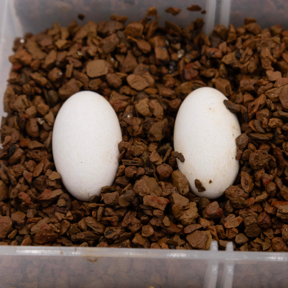 Pangea Hatch substrate absorbs water without compacting to maintain humidity