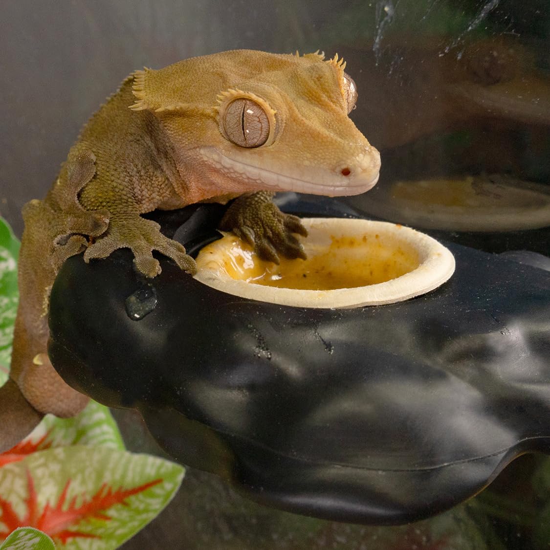 Pangea Gecko cups show plant-fiber material with clean appearance.