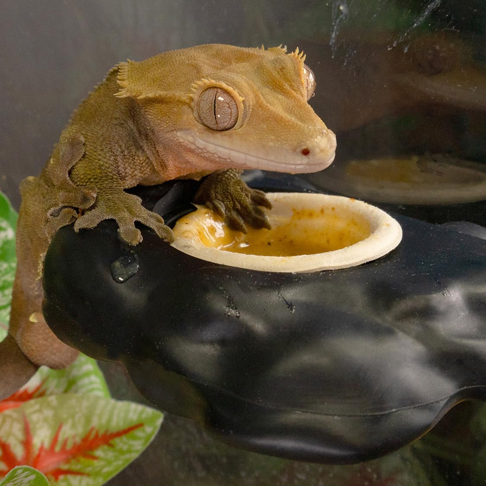 Pangea Gecko cups show plant-fiber material with clean appearance.