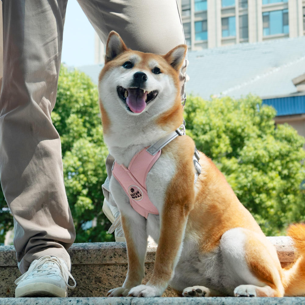 Patas Lague leash-harness combo shows 5 ft leash and 360° swivel to prevent tangles.