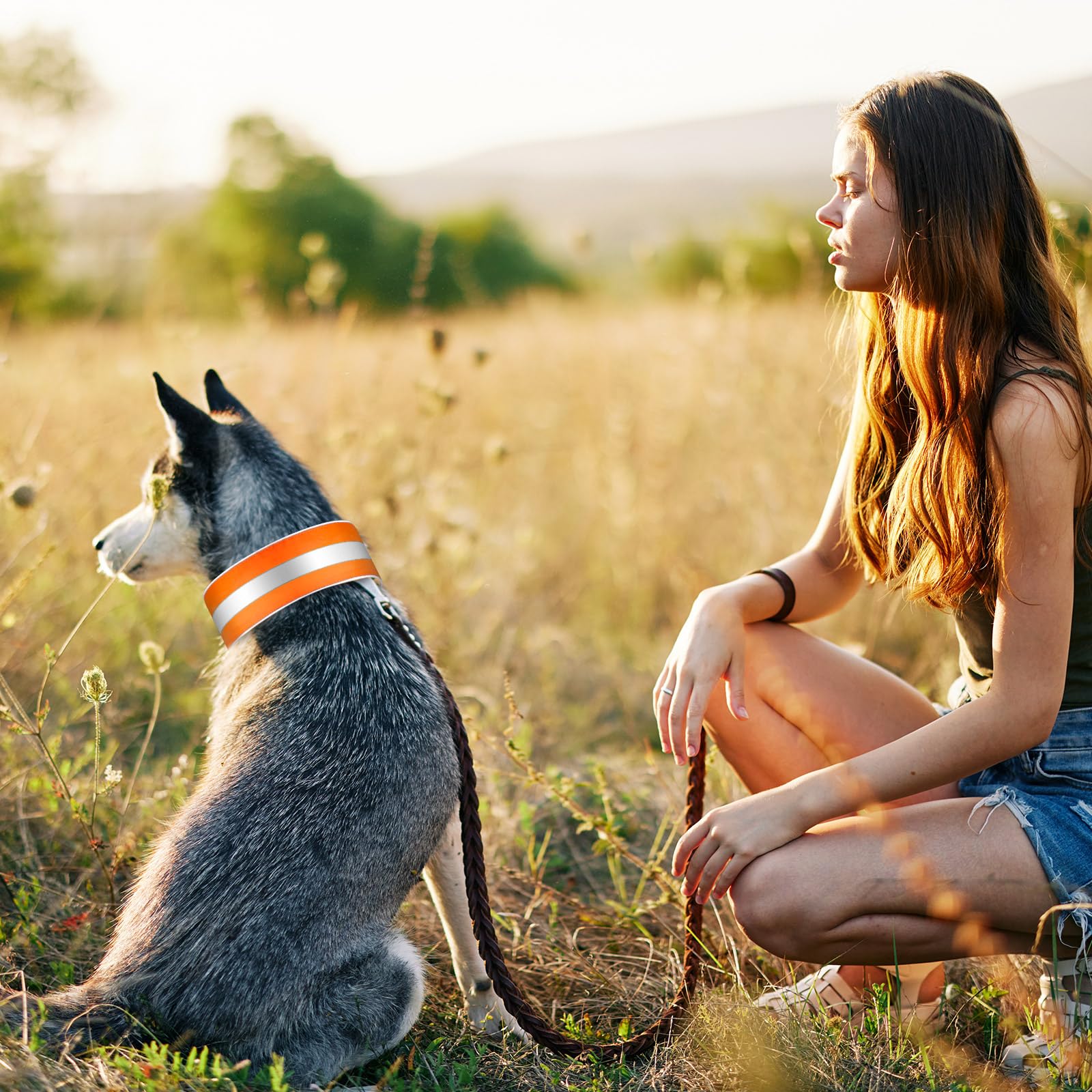 Paterr reflective dog collar at night shows standout reflective strip design.
