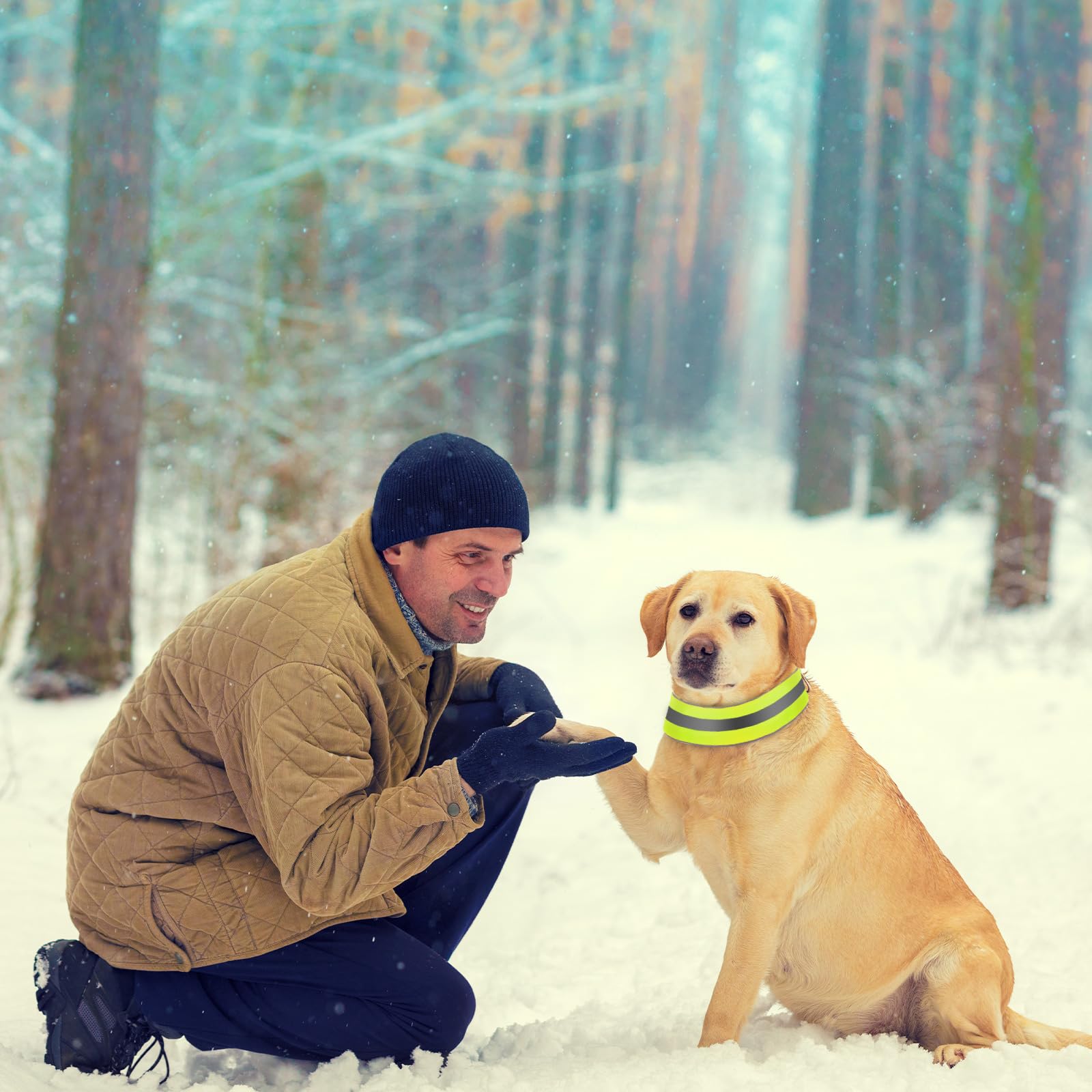 Paterr reflective dog collar on dog in orange-green boosts safety and visibility.