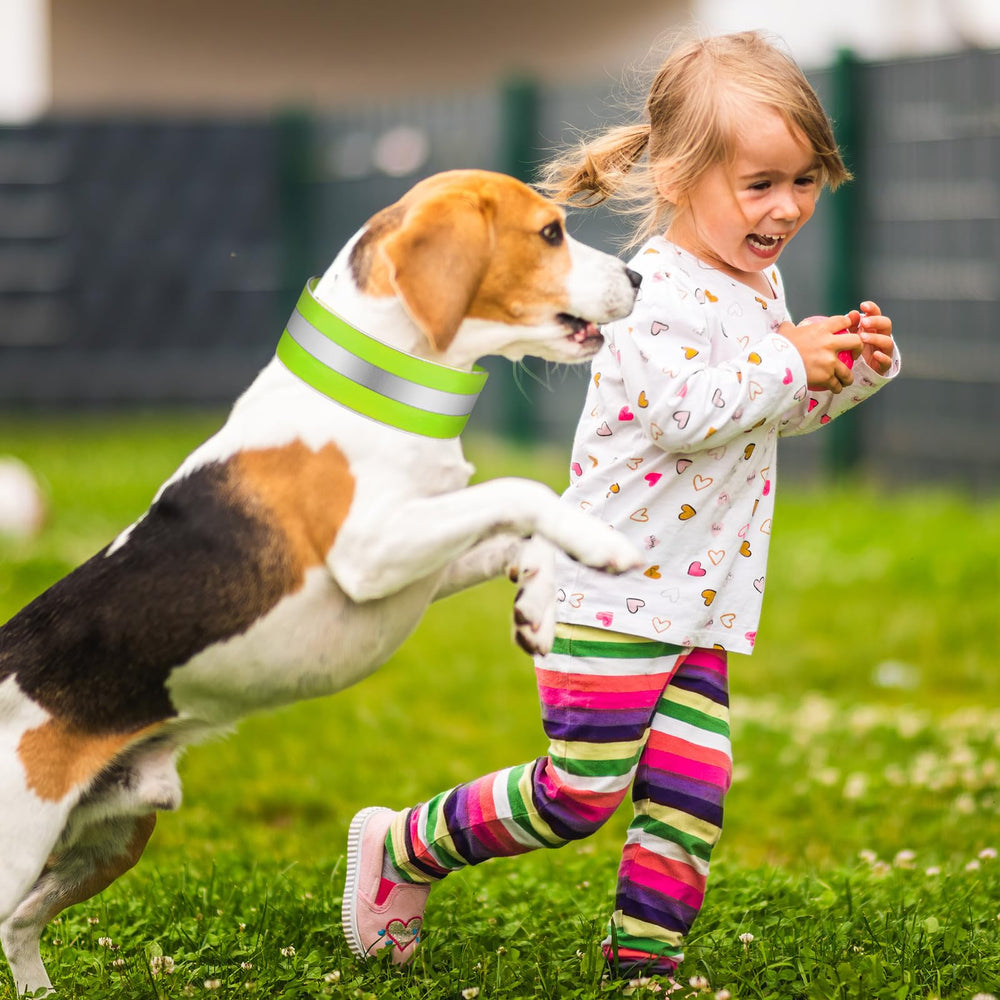 Paterr reflective dog collar fabric is durable and washable for everyday use.