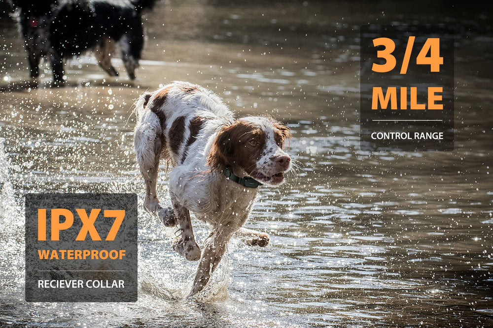 PATPET durable-tpu-collar-band worn outdoors, emphasizing comfort and adjustability for medium to large dogs.