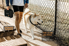 PATPET receiver unit attached to a large dog for reliable training control.