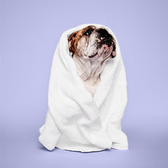 Paul Mitchell Pet Calming Lavender Mint Shampoo bottle with dog demonstrates gentle cleansing routine.