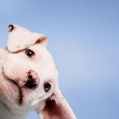 Paul Mitchell Pet Nourishing Shampoo lather demonstrates hydrating cleansing for pets