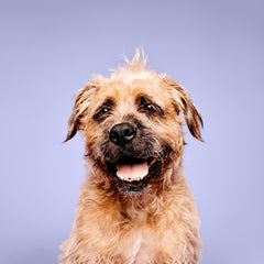 Foamy lather from Paul Mitchell Pet Shampoo on fur