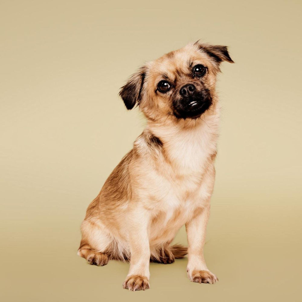Paul Mitchell Pet Tear-Free Shampoo pour shows easy application during a calm grooming session