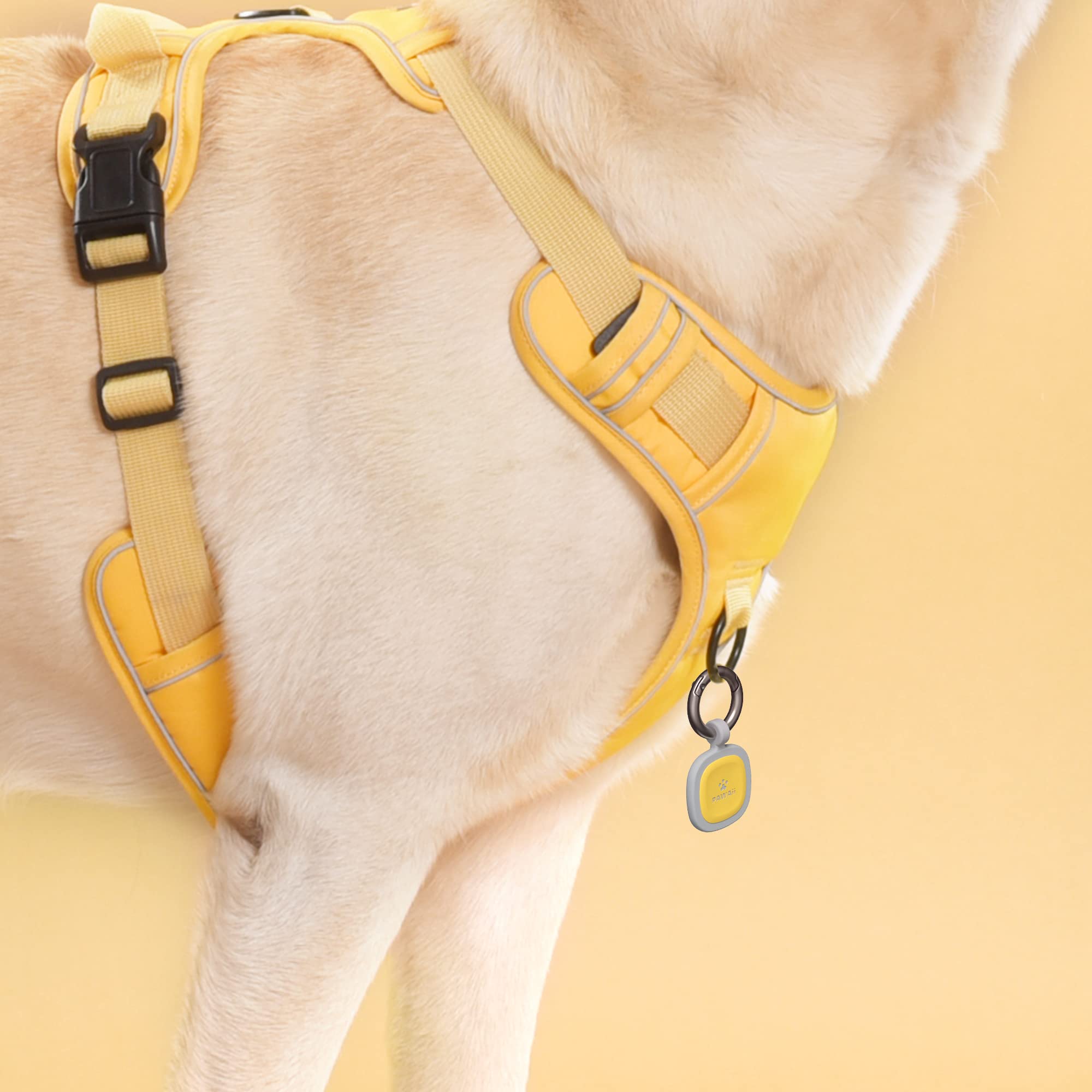 Pawaii dog ID tag on collar demonstrating visible contact info for reunions.