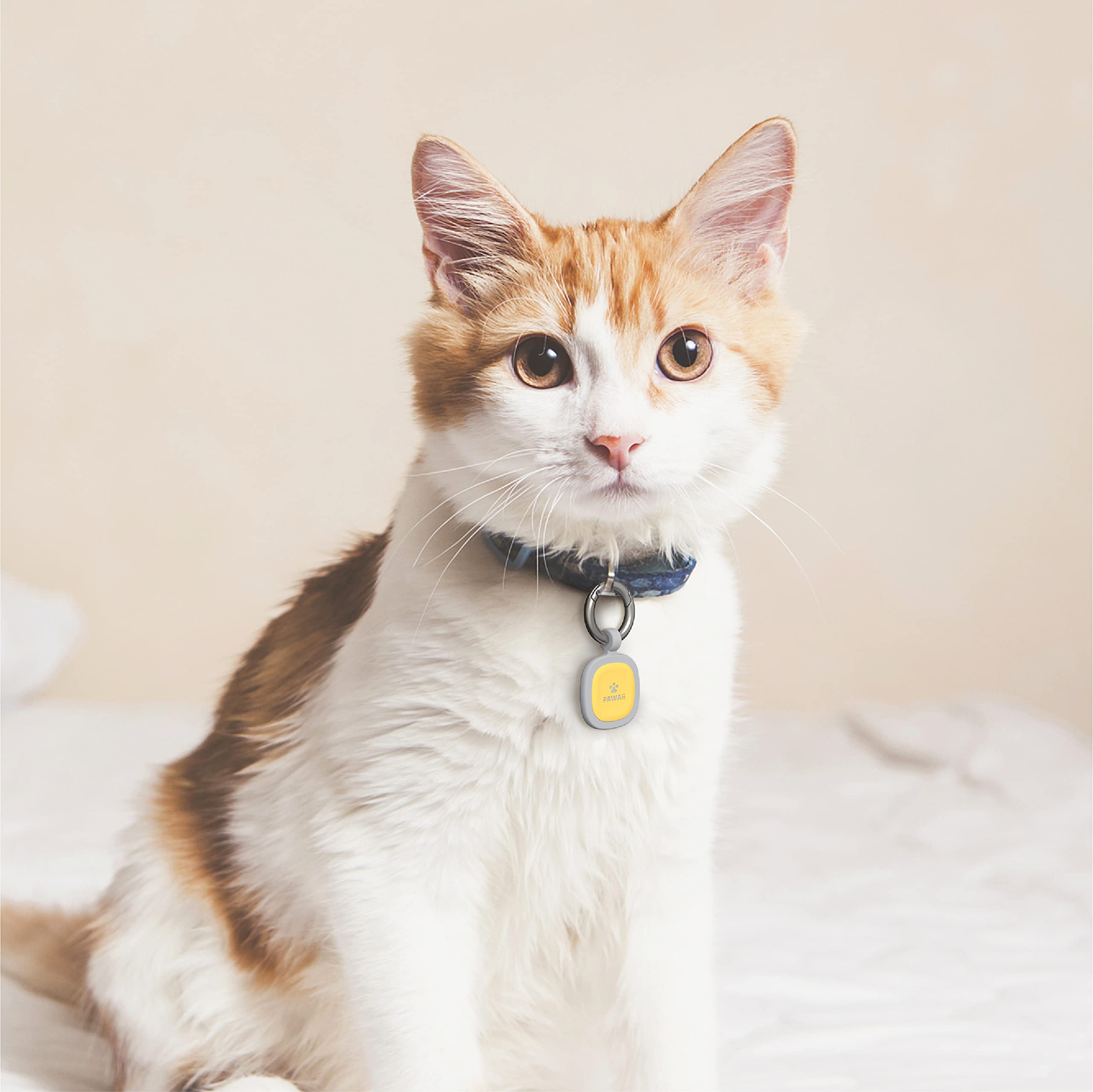 Pawaii silicone tag safety and care tips for pet owners.