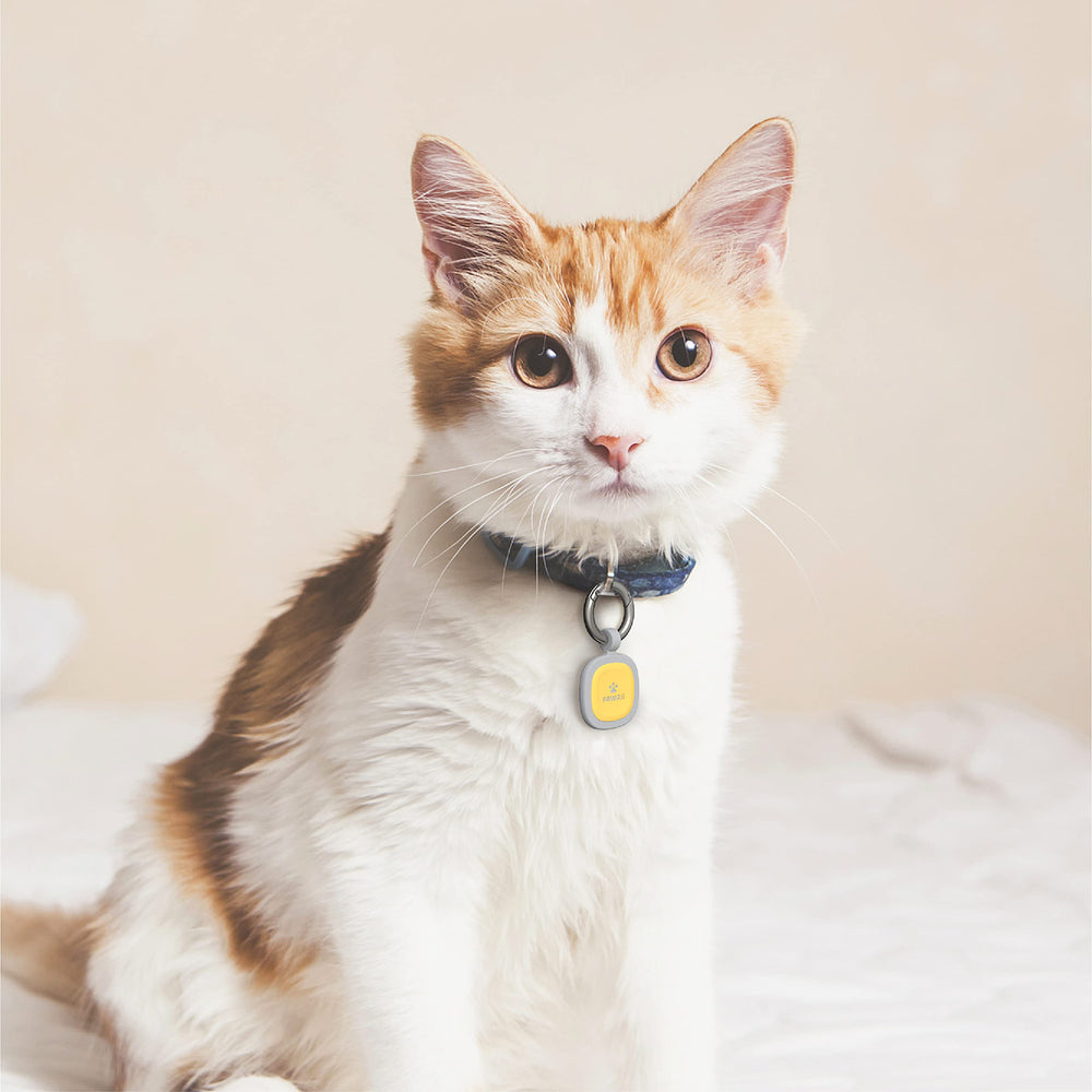 Pawaii silicone tag safety and care tips for pet owners.