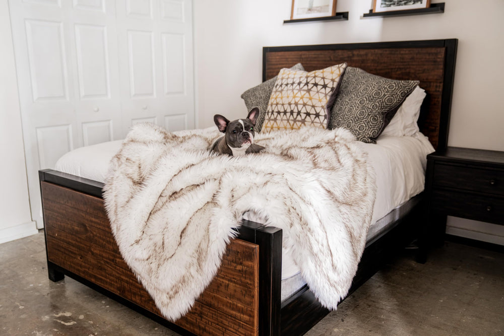 PAW BRANDS PupProtector cat napping on blanket shows cozy, machine-washable comfort.