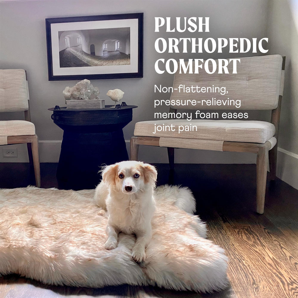 PAW BRANDS PupRug large XL design in a living room setting