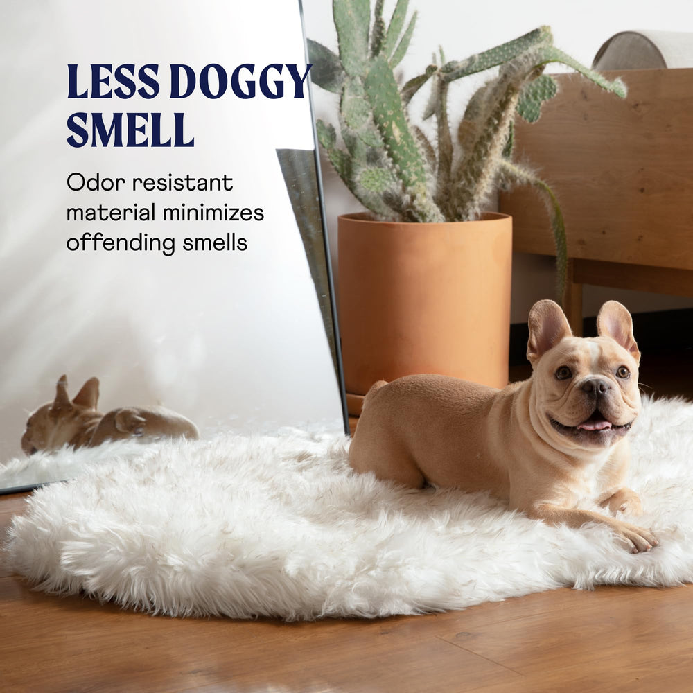 PAW BRANDS PupRug memory-foam bed supporting dog at rest